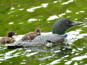 Common loon chicks are out of the nest just hours after hatching. They will sometimes hitch a ride with a parent. This loon family was on Lake Boshkung in Haliburton. The loons on this lake stay until it freezes in December and return before the lake is fully broken up each spring. (STEVE KINSLEY/SPECIAL TO POSTMEDIA NEWS)