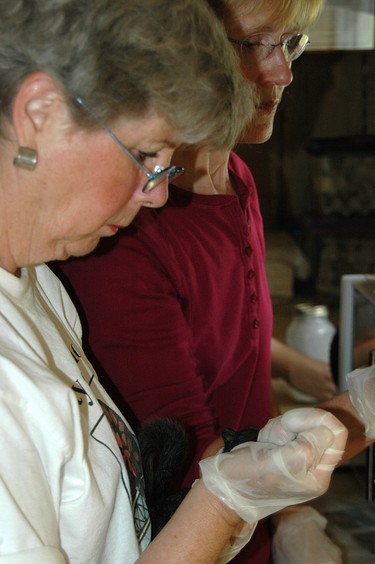 Volunteers feed squirrels.