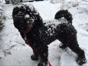 Free Press photojournalist Mike Hensen snapped this picture of a snow-covered dog, Mia, in London on Nov. 2.