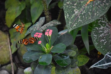 Heliconius hecale from Costa Rica are abundant at the Key West Butterfly and Nature Conservatory. 
WAYNE NEWTON
SPECIAL TO POSTMEDIA NEWS