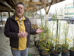 Retail manager Larry Enns shows off some of the native species available at Springbank Garden Centre. The centre sells native species such as Redbud and Tamarack. (MIKE HENSEN, The London Free Press)