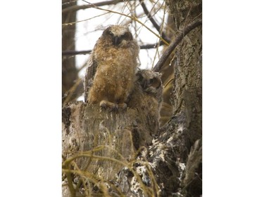 A pair of somewhat bedraggled great horned owl chicks stare through the wind and rain on Sunday April 15, 2018.  Even though their nest is a focus of attention every spring as people come to see the nest in a downtown park, the nesting parents have been returning to this same site for years to successfully raise a brood. Mike Hensen/The London Free Press/Postmedia Network