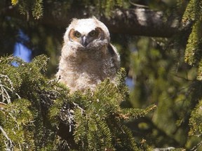 A great horned owl chick watches from an evergreen with a parent nearby in a downtown London park on Friday April 20, 2018.  (MIKE HENSEN, The London Free Press)