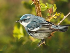 The beautiful cerulean warbler is a rare species. Even when it is around it is difficult to see since it usually  likes to feed on insects way up in the canopy.         RICHARD O'REILLY/SPECIAL TO POSTMEDIA NEWS