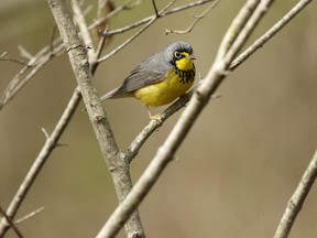 Canada warblers are later migrants typically seen in mid-May or late May. The black necklace and white eye ring are among the distinctive field marks of this at-risk species.