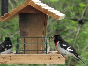 Are these rose-breasted grosbeaks dining companionably or do their placement and body language tell another story? Pecking order behaviours are often observable at feeders.        (PAUL NICHOLSON/SPECIAL TO POSTMEDIA NEWS)