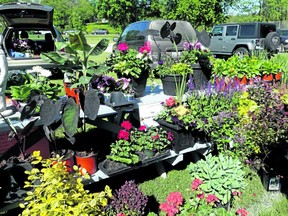 Colin Rath brings an amazing variety of annuals and perennials to the festival.  (ANN PEDLEY PHOTO)