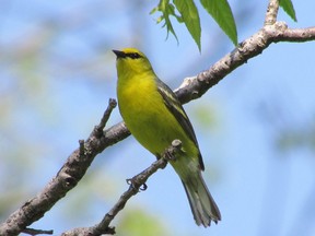 The raspy bee-buzz call of the blue-winged warbler can be heard in scrubby thickets near forest edges. This bird was seen at Komoka Provincial Park west of London last weekend.        (PAUL NICHOLSON/SPECIAL TO POSTMEDIA NEWS)
