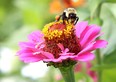 Best way to attract bees? Plant a variety of bee-attractive flowers with different shapes, colours and bloom times. (Postmedia News file photo)