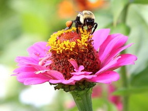 Best way to attract bees? Plant a variety of bee-attractive flowers with different shapes, colours and bloom times. (Postmedia News file photo)