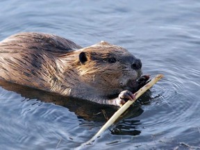 beaver