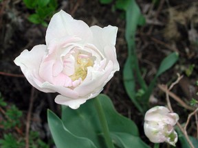 Angelique is a variety of tulip that not only bears beautiful blossoms but also will repeat the show year after year with a minimum of care. (Lee Reich via AP)