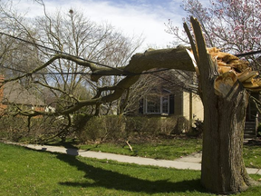 High winds toppled this tree on Victoria Street in London, Ont. on Friday May 4, 2018. That then left a wire running low across Victoria, which was soon snagged and broken by a passing truck. (Mike Hensen/The London Free Press)