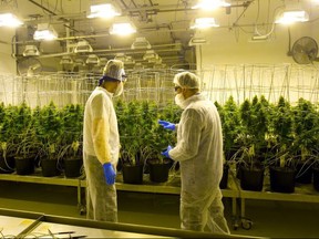 Pete Young, the master grower for Indiva, talks with a visitor during a tour of their production centre in London, Ont.  Indiva is the only licensed medical marijuana production facility in the city of London. (MIKE HENSEN, The London Free Press)