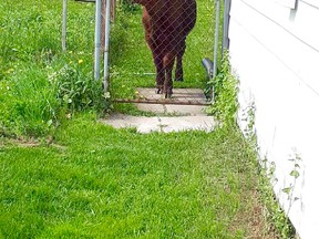 This wayward steer from Waverly Heights was photographed in Kevin and Charlene McKenzie's backyard Saturday, miles from home. The animal charged over fences in their westside residential neighbourhood.
(Charlene McKenzie photo)