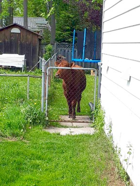 This wayward steer from Waverly Heights was photographed in Kevin and Charlene McKenzie's backyard Saturday, miles from home. The animal charged over fences in their westside residential neighbourhood.
(Charlene McKenzie photo)