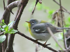 Northern parulas were among the 721,000 warblers seen by Ian Davies and five other birders in Tadoussac, Que. in late May. This total smashed the global record for warblers seen in one day.         PAUL NICHOLSON/SPECIAL TO POSTMEDIA NEWS