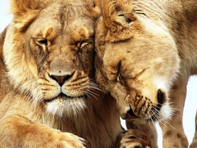 Go wild at the African Lion Safari, called “Canada’s original safari adventure.”