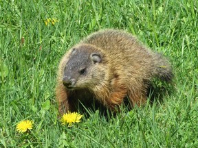 The groundhog is also known as a woodchuck. The name woodchuck dates back to 1674 and is an adaptation of the Algonquin words otchock and wejack.         PAUL NICHOLSON/SPECIAL TO POSTMEDIA NEWS