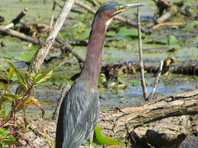 Green herons are among the four species of waders that can be seen now at Peers Wetland near Wallaceburg.         PAUL NICHOLSON/SPECIAL TO POSTMEDIA NEWS