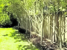Trees planed near a fence 
can help provide privacy.
(Getty images)