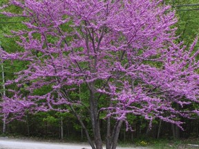 2015-3-19-Picture-Cercis-canadensis1-731x675