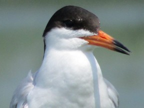 Common terns are well named since they are seen on every continent except Antarctica. This particular bird was by Lake St. Clair. (PAUL NICHOLSON/SPECIAL TO POSTMEDIA NEWS)