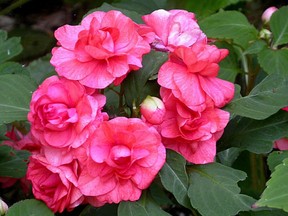 Impatiens.