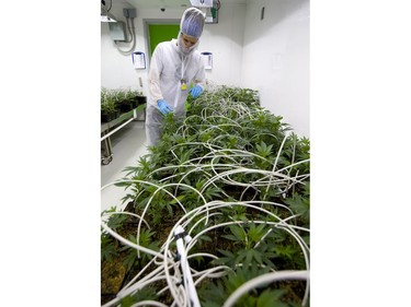 Pete Young, the master grower for Indiva shows off some of their young plants in a tangle of watering hoses during a tour of their production centre in London, Ont.  Indiva is the only licensed medical marijuana production facility in the city of London. Photograph taken on Wednesday June 13, 2018.  Mike Hensen/The London Free Press/Postmedia Network