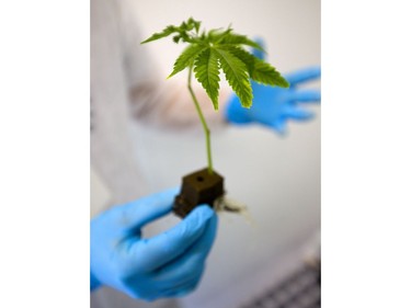 Pete Young, the master grower for Indiva shows off a cutting before its planted during a tour of their production centre in London, Ont.  Indiva is the only licensed medical marijuana production facility in the city of London. Photograph taken on Wednesday June 13, 2018.  Mike Hensen/The London Free Press/Postmedia Network