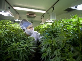 Pete Young, the master grower for Indiva shows off some of their mature  plants used for producing cuttings of particular strains during a tour of their production centre in London, Ont.  Indiva is the only licensed medical marijuana production facility in the city of London. Photograph taken on Wednesday June 13, 2018.  Mike Hensen/The London Free Press/Postmedia Network