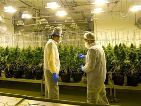 Pete Young, the master grower for Indiva in London, talks with a visitor. The federal government has proposed a 2.3 per cent levy on licensed producers to cover the cost of regulating the cannabis industry. (Free Press file photo)