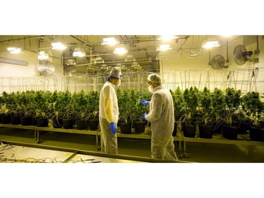 Pete Young, the master grower for Indiva talks with a visitor in their flowering room that forces the marijuana to grow flowers during a tour of their production centre in London, Ont.  Indiva is the only licensed medical marijuana production facility in the city of London. Photograph taken on Wednesday June 13, 2018.  Mike Hensen/The London Free Press/Postmedia Network