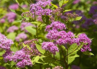 Spirea in the gardens of Linda McLean and Darcy Gegear of Delaware which is part of the Lambeth Garden Tour.  Mike Hensen/The London Free Press/Postmedia Network