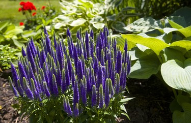 Flowers and hostas in the gardens of Linda McLean and Darcy Gegear of Delaware which is part of the Lambeth Garden Tour.  Mike Hensen/The London Free Press/Postmedia Network