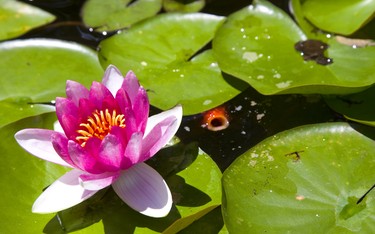 Waterlillies in the gardens of Linda McLean and Darcy Gegear of Delaware which is part of the Lambeth Garden Tour.  Mike Hensen/The London Free Press/Postmedia Network