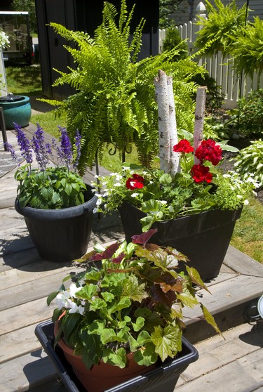 Potted flowers from the gardens of Linda McLean and Darcy Gegear of Delaware which is part of the Lambeth Garden Tour.   Mike Hensen/The London Free Press/Postmedia Network