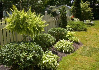 Ferns and hostas in the gardens of Linda McLean and Darcy Gegear of Delaware which is part of the Lambeth Garden Tour.  Mike Hensen/The London Free Press/Postmedia Network