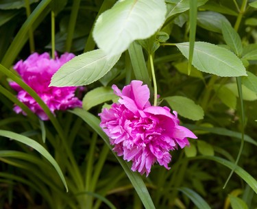 Peonies at the home of Yalonde McIntosh of Delaware which is part of the Lambeth Garden Tour.  Mike Hensen/The London Free Press/Postmedia Network