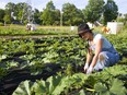 Urban Roots volunteer Mariam Waliji weeds the zucchini and squash rows at their garden plot located off of Hamilton Road near Highbury Avenue in London.  (Mike Hensen/The London Free Press)