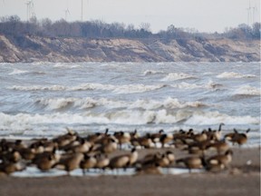 Canadian geese gather on the beach at Port Burwell in this file photo. (London Free Press)