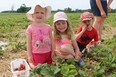 Two-year-old Aubree (left), Makayla, 6, and Gavin Douglass, 4, smile with their strawberries at Millar Berry Farms in London near Strathroy.