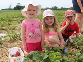 Two-year-old Aubree (left), Makayla, 6, and Gavin Douglass, 4, smile with their strawberries at Millar Berry Farms in London near Strathroy.