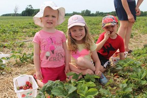 Two-year-old Aubree (left), Makayla, 6, and Gavin Douglass, 4, smile with their strawberries at Millar Berry Farms in London near Strathroy.