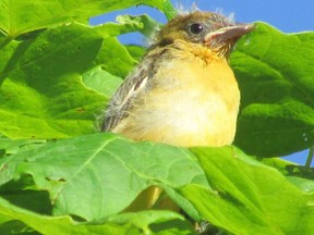 July offers many opportunities to observe recently fledged chicks. Young Baltimore orioles were seen stretching their wings recently at Westminster Ponds in south London as were barn swallows, wood ducks and gnatcatchers. (PAUL NICHOLSON
/SPECIAL TO POSTMEDIA NEWS)
