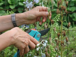 This updated photo shows delphinium flower stalks being cut back in New Paltz, N.Y. Cutting back spent flower stalks of some perennials, such as delphinium, can result in a repeat performance later in the season. (LEE REICH, Via AP)