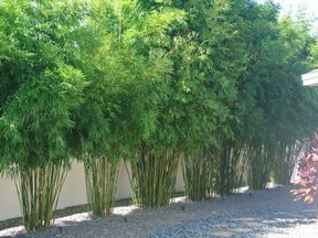 Clumping bamboo makes a low maintenance hedge.