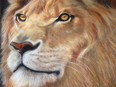 Jesse Watson's lion chalk painting took top prize in the adult category at the Expressions in Chalk competition at Victoria Park during London Ribfest. Watson has again entered the contest for Ribfest.