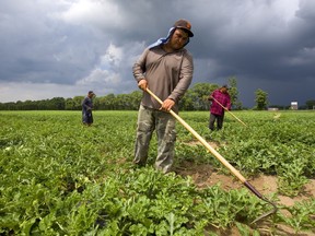 Cesar Andrade Montero, left, Jorge Hernandez, centre, and Mario Perez, all migrant workers from Mexico who have worked seasonally in the London region for years, weed a watermelon field just west of Komoka on Thursday, July 5, 2018. (MIKE HENSEN, The London Free Press)