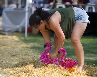 Flamingos must go in before the show can go on in London, Ont.. Kristel Mansilla carefully places flamingos in front the clothing booth as Sunfest on Thursday. (Mike Hensen/The London Free Press)